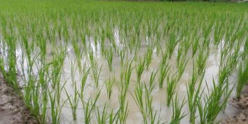 Has diversity of crops increased in states with less government procurement?