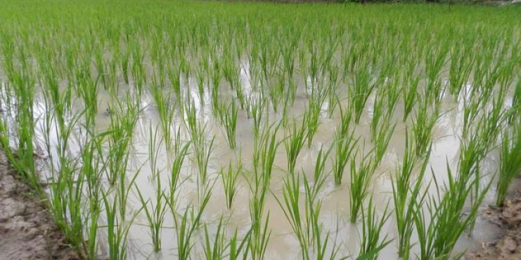 Has diversity of crops increased in states with less government procurement?