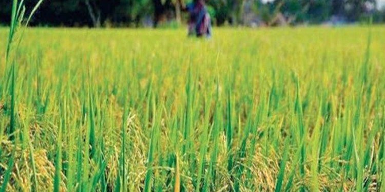 Over 84 lakh paddy farmers benefited from Kharif Marketing Season Procurement Operations: Govt