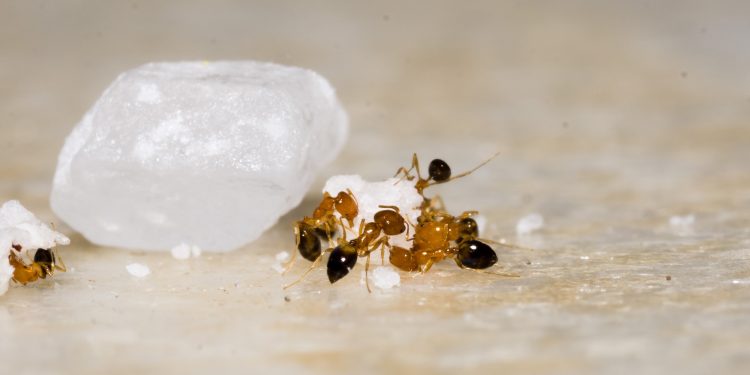What 2021 might have in store, and what we can learn from ants