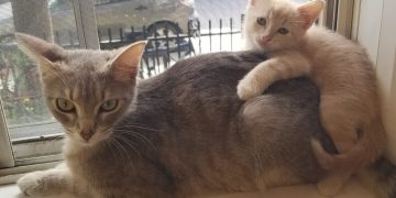 Cat goes missing during Toronto layover in Air Canada’s cargo area