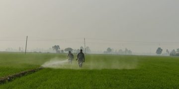 Govt procurement policy of wheat, rice aggravating water crisis — draft National Water Policy