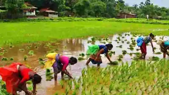 Paddy procurement mess in Odisha and Chhattisgarh, states blame Centre