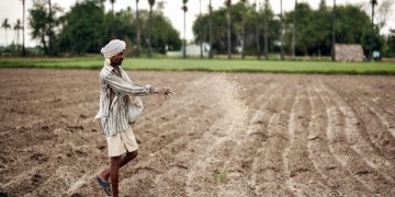 Kharif Paddy procurement increased by 22 pc in Odisha compared to last year-ANI