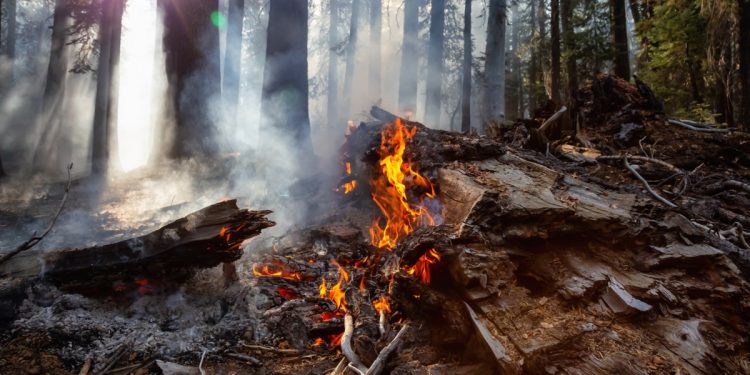 Wildfire season officially closes well below 10-year average