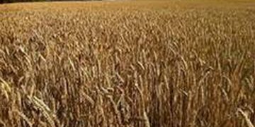 UP government to start wheat procurement from April 1-ANI