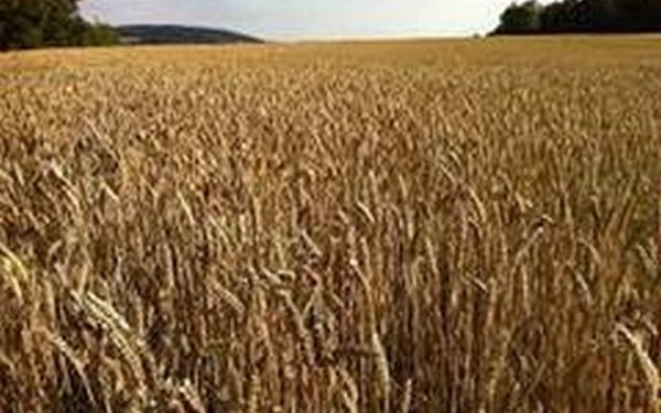 UP government to start wheat procurement from April 1-ANI