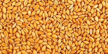 KSK sets record for transhipment of grain cargo