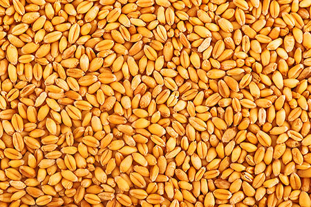 KSK sets record for transhipment of grain cargo
