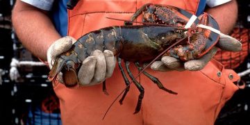 A New Device Tracks Lobsters as They Move Through the Supply Chain |
Innovation
