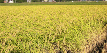 TN: Despite High Yield and Procurement, Paddy Cultivators Suffer Severe Losses