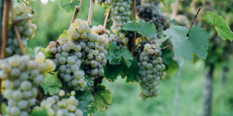 Pernod Ricard Winemakers looks to agtech AI for supply chain resilience