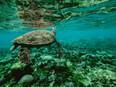 Novel study reveals litter provides habitat for diverse animal communities in rivers
