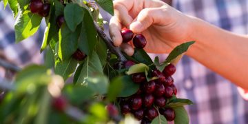 Cherry growers overcome hurdles to make most of 2020 season | The Young Witness
