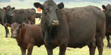 January Cattle Inventory Report Expected to Show Stable Cow Herd