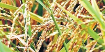 Paddy procurement continuing smoothly, has set a record this season: BJD’s Shreemayee Mishra