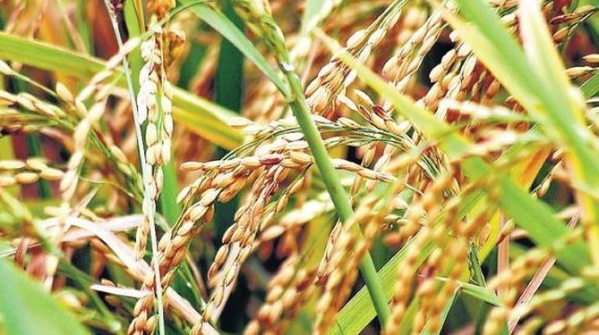 Paddy procurement continuing smoothly, has set a record this season: BJD’s Shreemayee Mishra