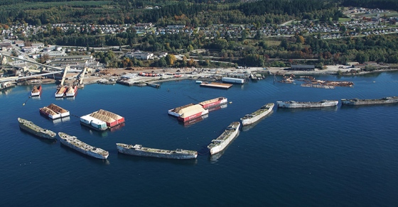 Group asks for tree inventory in Powell River’s Townsite neighbourhood