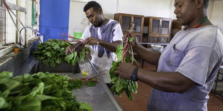 WHO Action Framework for Developing and Implementing Public Food Procurement and Service Policies for a Healthy Diet