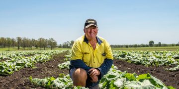 Why Lockyer farmers are being forced to cut winter crops in half