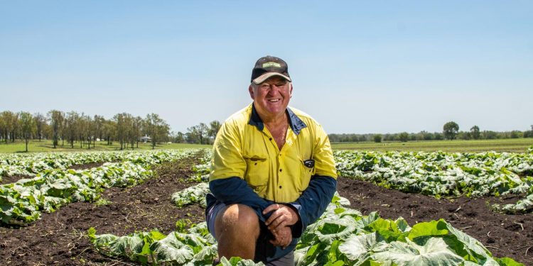 Why Lockyer farmers are being forced to cut winter crops in half