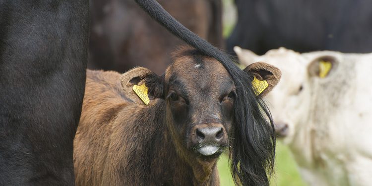Cattle Inventory Lower | Beef Magazine
