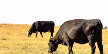 2020 Cow Slaughter and 2021 Inventory Expectations