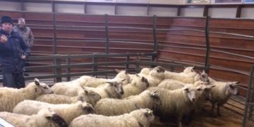 Warning: Proposals ‘would have devastating impact on Scotland’s red meat supply chain’