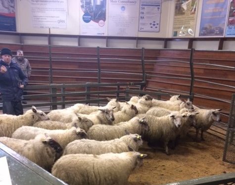 Warning: Proposals ‘would have devastating impact on Scotland’s red meat supply chain’