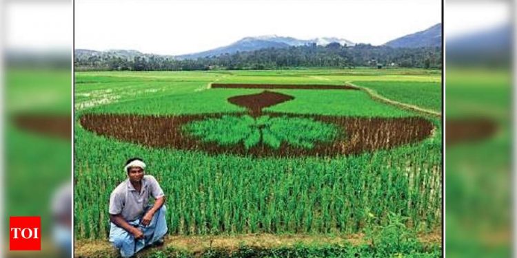 Uttar Pradesh’s paddy procurement up 14% from last year | Lucknow News