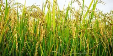 Paddy procurement centre at Khowang Ghat to start functioning from February 9