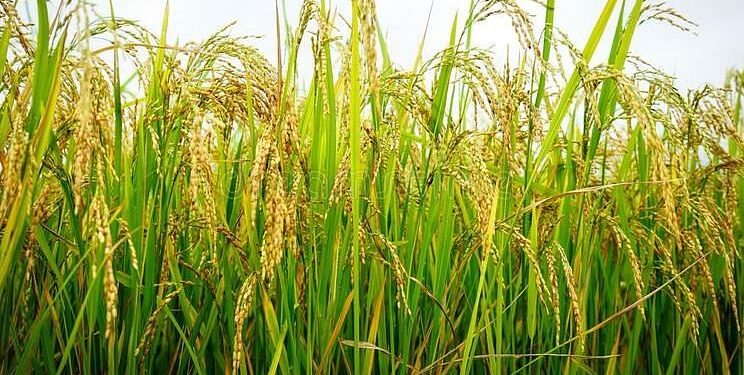 Paddy procurement centre at Khowang Ghat to start functioning from February 9