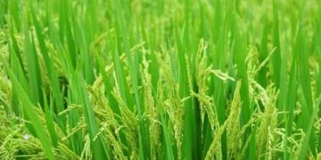Paddy procurement centre opened in Dibrugarh district