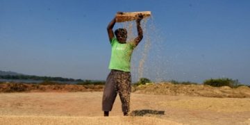 Paddy procurement sees hike of 16.37 per cent from last year