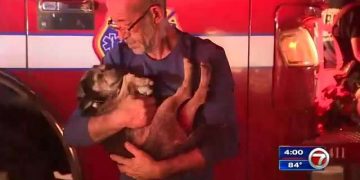 1 transported, dog rescued after Fort Lauderdale warehouse catches fire – WSVN 7News | Miami News, Weather, Sports