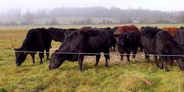 Exploring the viability of regenerative farming practices in the beef supply chain – News