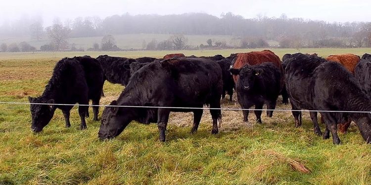 Exploring the viability of regenerative farming practices in the beef supply chain – News