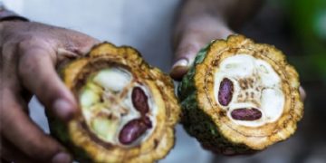 Nestle and Mondelēz among chocolate giants facing child slavery lawsuit over supply chain practices