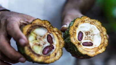Nestle and Mondelēz among chocolate giants facing child slavery lawsuit over supply chain practices