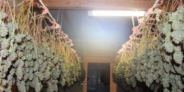 Authorities bust large marijuana grow at Hamilton City warehouse – KRCRTV.COM