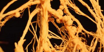 Ask the Master Gardener – The organic components of soil | 360