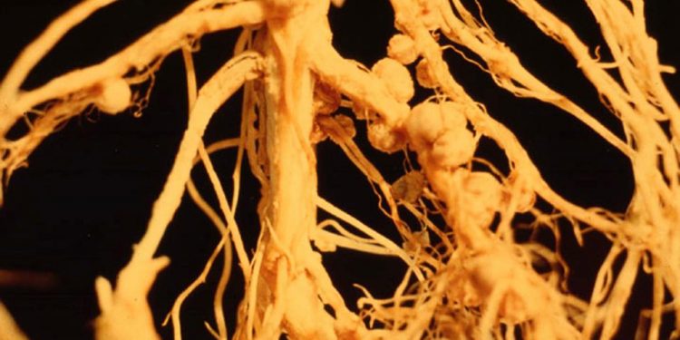 Ask the Master Gardener – The organic components of soil | 360