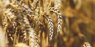 Sindh cabinet sets wheat procurement target for FY21 at 1.4m tonnes – Pakistan