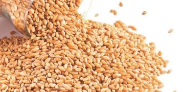 Procurement of wheat: Govt urged to set up farmers’ markets to reduce middlemen’s role – Pakistan
