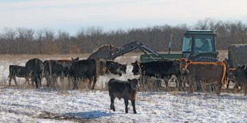 Feedlot inventory higher while feed costs rise | Interests