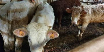 Hundreds Of Cows Have Been Trapped At Sea In ‘Hellish’ Conditions For 2 Months