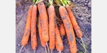 Namibia Agronomic Board steers to local beetroot, carrot and cabbage procurement