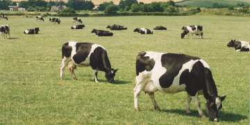 Farmers hope dairy code will bring supply chain closer