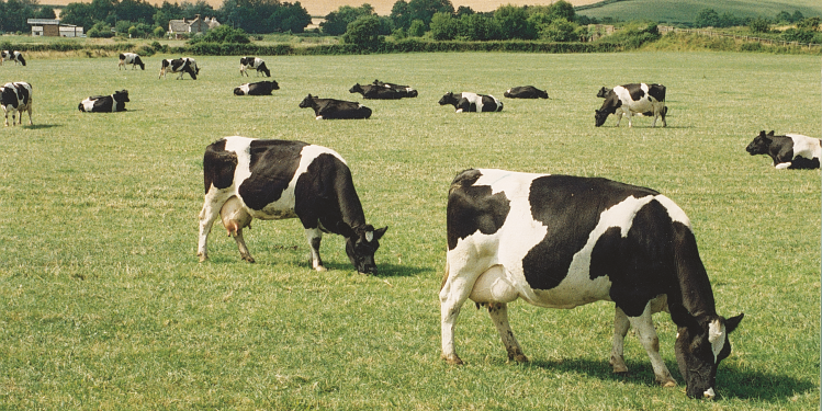 Farmers hope dairy code will bring supply chain closer