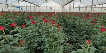 IAG Cargo flies nearly 450 tonnes of flowers from Nairobi